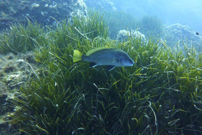 1 single dive in the Capo Carbonara marine protected area. For patented.