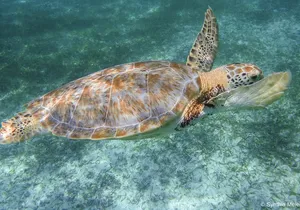 Marine Turtle Snorkeling Private Tour