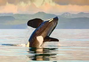 Vancouver to Victoria Seaplane Day Trip + Whale Watching by Boat