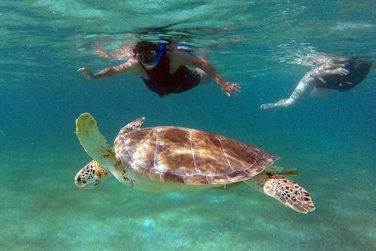 Private Experience: Akumal sea turtles encounter and Yal-kú lagoon colorfull fish snorkel.