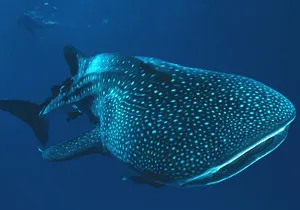 Private Tour Whale Shark Swim Adventure in Cancun