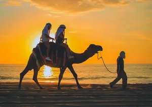 Camel Ride Experience in Los Cabos with Pick up and Lunch
