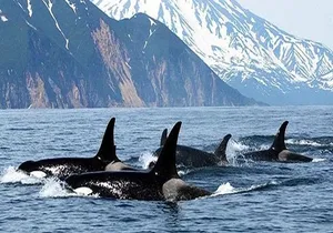 Vancouver Whale Watching Adventure with City tour