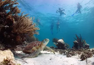 Full Day Tour to Tulum Cenote and Swim with Turtles in Akumal