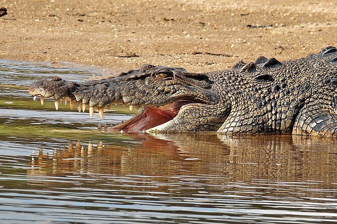 Daintree River Cruise