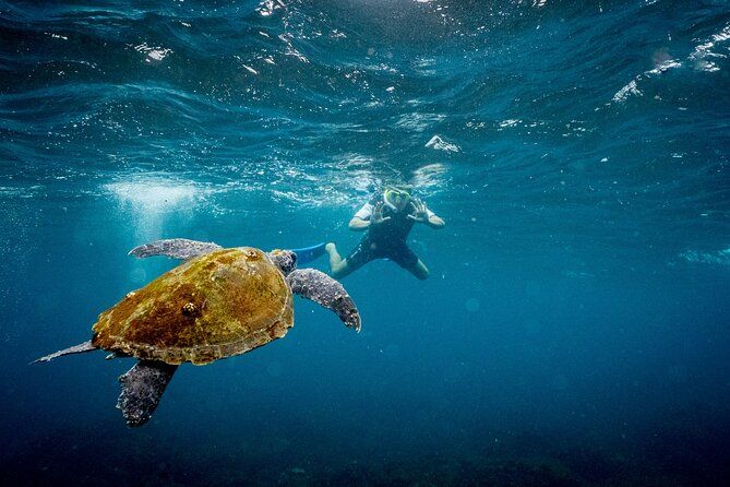 Snorkeling with Turtles – Cook Island Marine Reserve