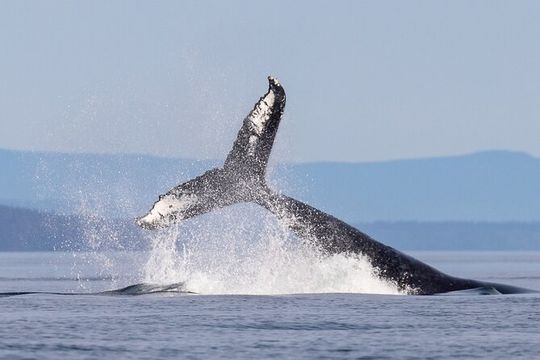 Campbell River: Bute Inlet Grizzly-Watching Tour & Boat Ride