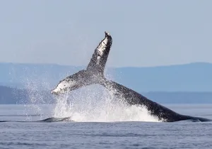 From Vancouver Island: Grizzly Bear Full Day Tour to Bute Inlet
