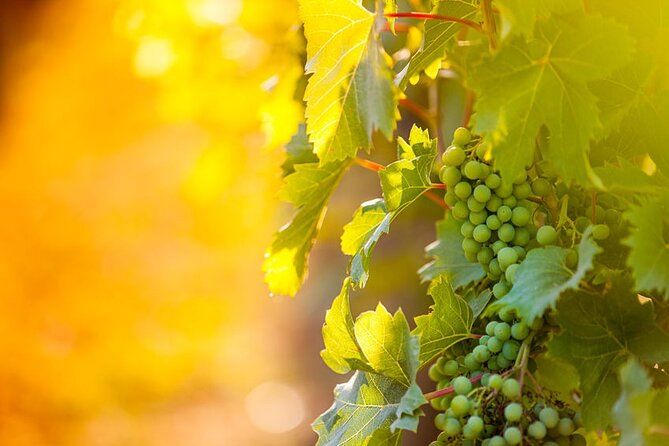 3 hours Wine Tour in Niagara-on-the-Lake