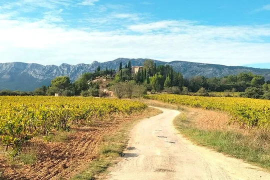Boutique Sainte-Victoire Wine Tour with Gourmet Picnic & Pétanque