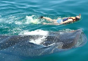 Experience in the Caribbean Sea Swimming with whale Sharks from Riviera Maya