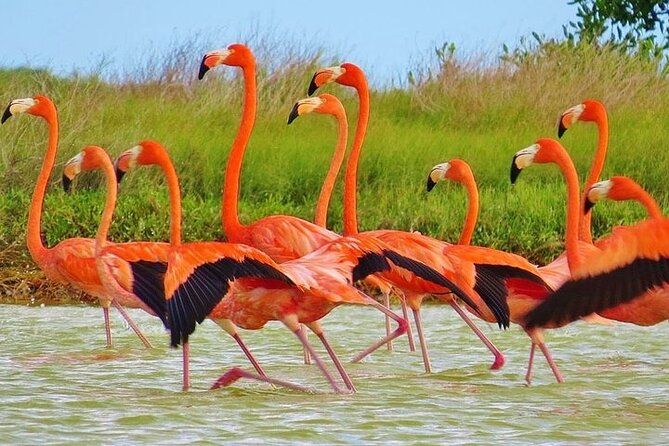 Las Coloradas & Rio Lagartos Biosphere! From Playa Del Carmen