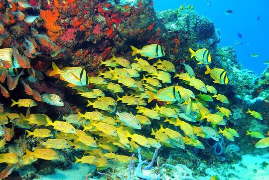 Snorkeling Tour in Puerto Morelos