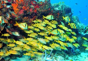 Snorkeling Tour in Puerto Morelos