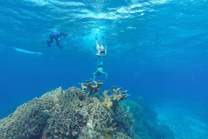 Snorkeling and Beach Club Access in Cozumel with Lunch
