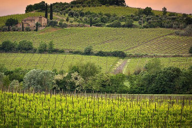 Private tour Brunello di Montalcino and Nobile di Montepulciano wine experience in Tuscany