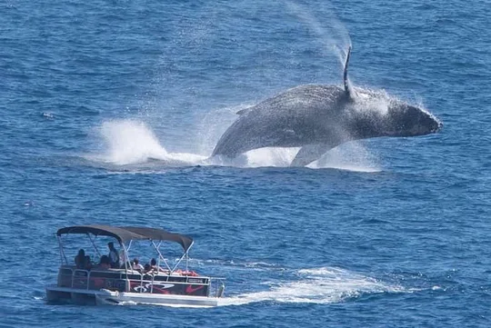 Whale Watching in Cabo San Lucas on board our Luxury Trimaran!