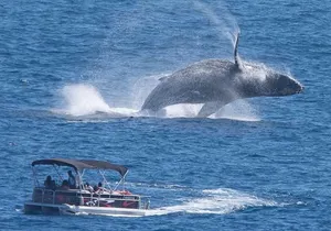 Whale Watching in Cabo San Lucas on board our Luxury Trimaran!