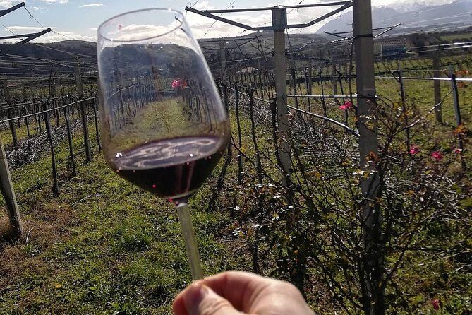 Winery Tour and Tasting in Abruzzo
