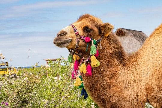 Half Day Guided Camel Safari in Cabo San Lucas