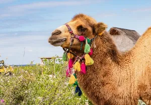 Half Day Guided Camel Safari in Cabo San Lucas