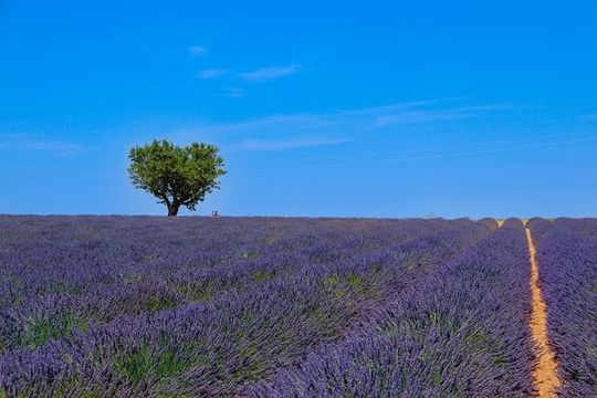 Provence – Lavender Fields Private Extended Full-Day Tour