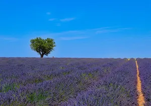 Provence – Lavender Fields Private Extended Full-Day Tour