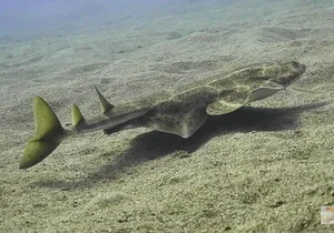 2 Dives, Certified Divers - Tenerife