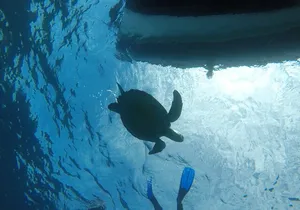Boat Excursion to visit underwater lava tongues