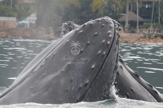 Private Tour 3 Hours of Whale Watching