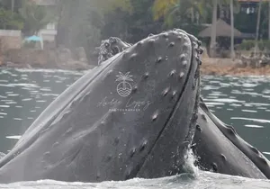 Private Tour 3 Hours of Whale Watching