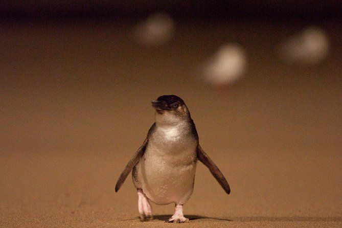 Phillip Island Medium Size Group Tour
