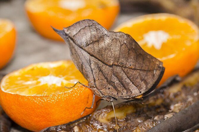 Butterfly Sanctuary, Museum & Lunch with Transport