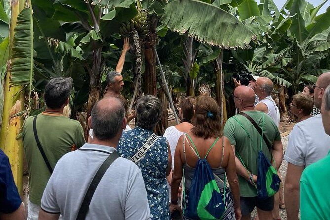 Guided tour of the Banana World