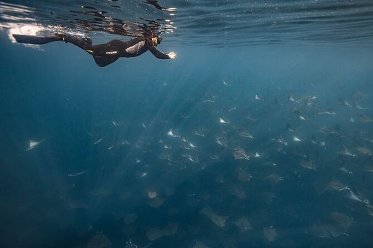 Ocean Safari Snorkel Adventure