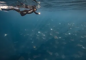 Ocean Safari Snorkel Adventure