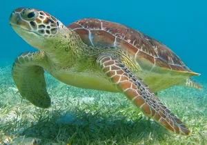 Half Day Private Snorkeling with Turtles and Majestic Cenotes