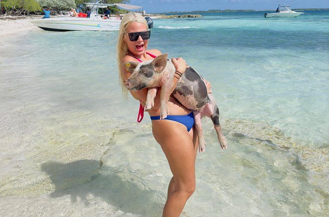 Swimming Pigs, turtles, snorkeling rose island reef.