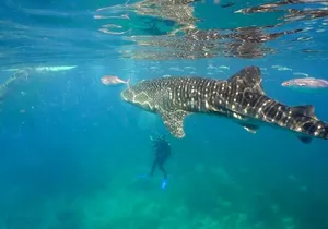Whale Shark Snorkel Tour in Cancun (Snack Lunch included)