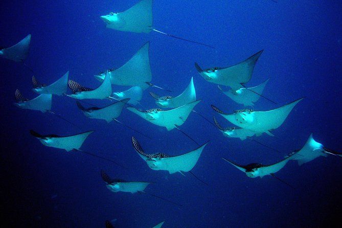 Diving in Cancun for Certified Divers | 2 Dives | All Inclusive