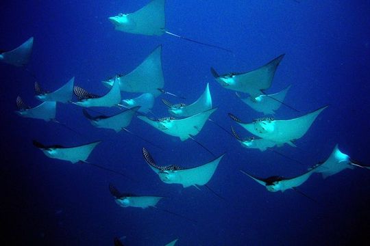 Diving in Cancun for Certified Divers | 2 Dives | All Inclusive