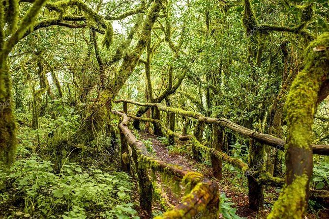 La Gomera Island Day Trip from Tenerife: Lunch and Wine Included