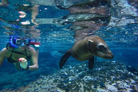 Boat Tour and Snorkel at Pelican Rock