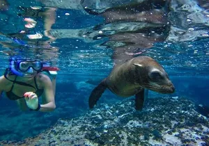 Boat Tour and Snorkel at Pelican Rock