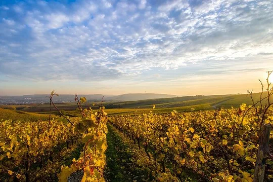Wine Tours Sydney - Southern Highlands Day Escape, Full Day Wine Tasting Tour