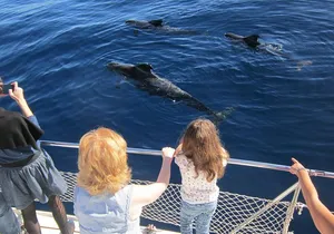 Most Famous Catamaran in Tenerife Island (2 hours and 3 hours tours)