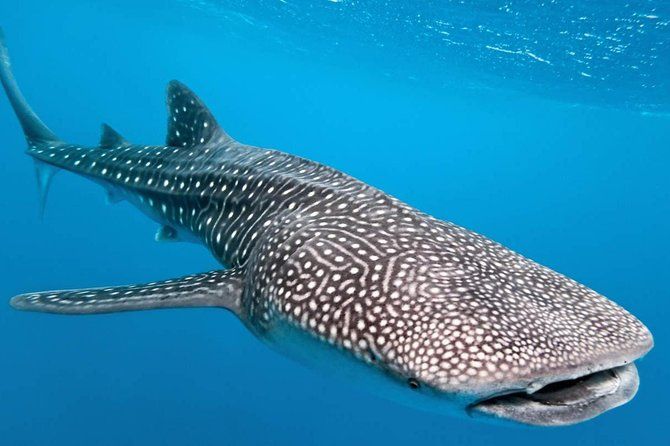 Whale Shark Encounter Experience from Cancun
