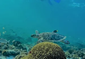 Catamaran Group Sightseeing, Snorkeling Tour Isla Mujeres