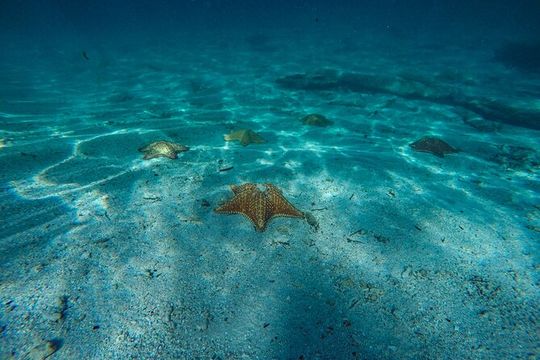 Snorkel and swim in Cozumel el Cielo Reef, Palancar and Colombia