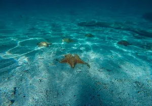 Snorkel and swim in Cozumel el Cielo Reef, Palancar and Colombia